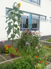 2011_09142011garden0043-800x600